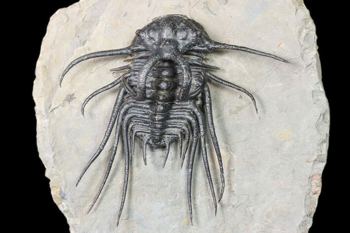 Dicranurus Trilobite - Free Standing Spines! #161341